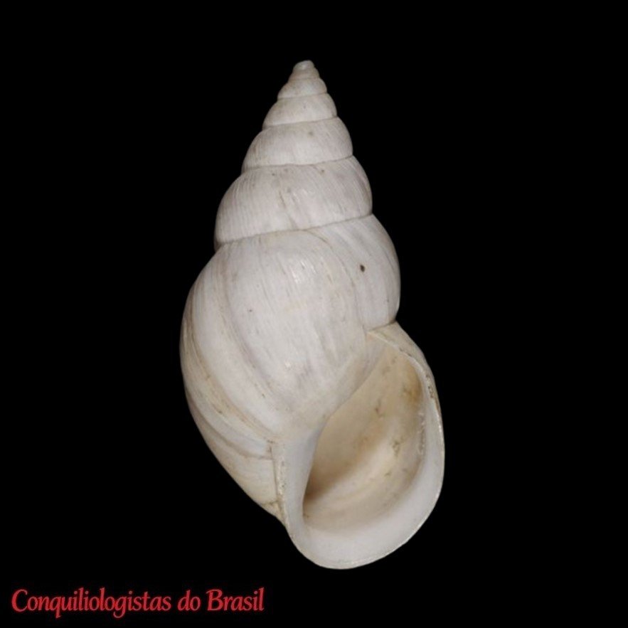 Rabdotus schiedeanus pecosensis (Pilsbry & Ferriss, 1906)
