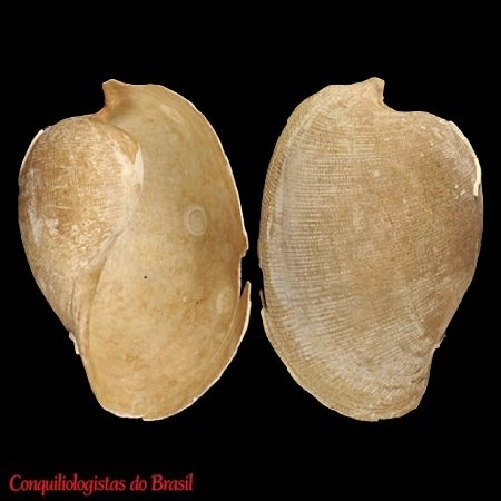 Scaphander nobilis A. E. Verrill, 1884