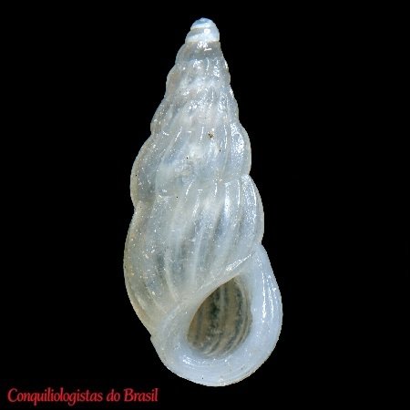 Schwartziella catesbyana (A. d'Orbigny, 1842)