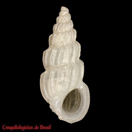 Schwartziella vanpeli (K. M. De Jong & Coomans, 1988)