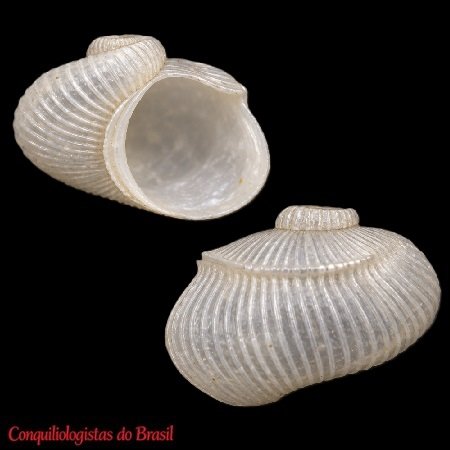 Scissurella morretesi Montouchet, 1972