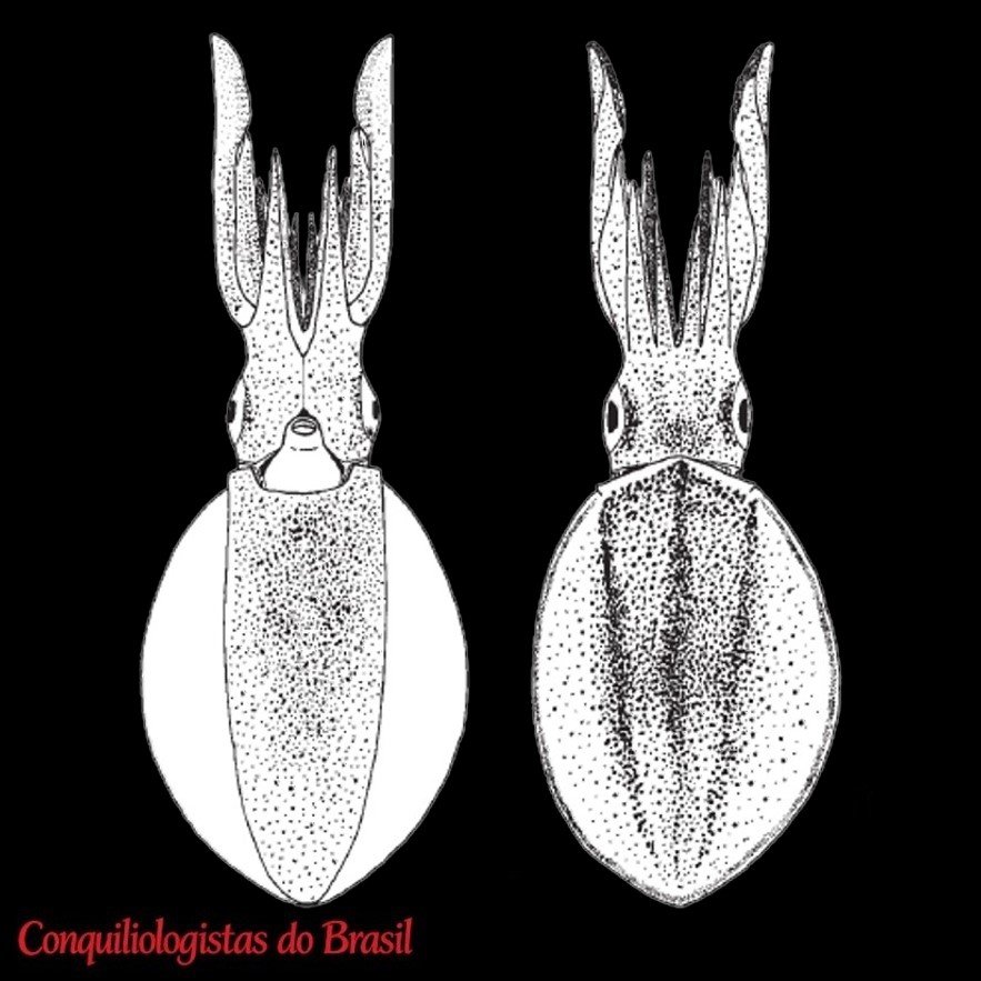 Sepioteuthis sepioidea (Blainville, 1823)