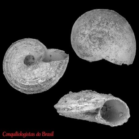 Solariorbis infracarinatus (Gabb, 1881)