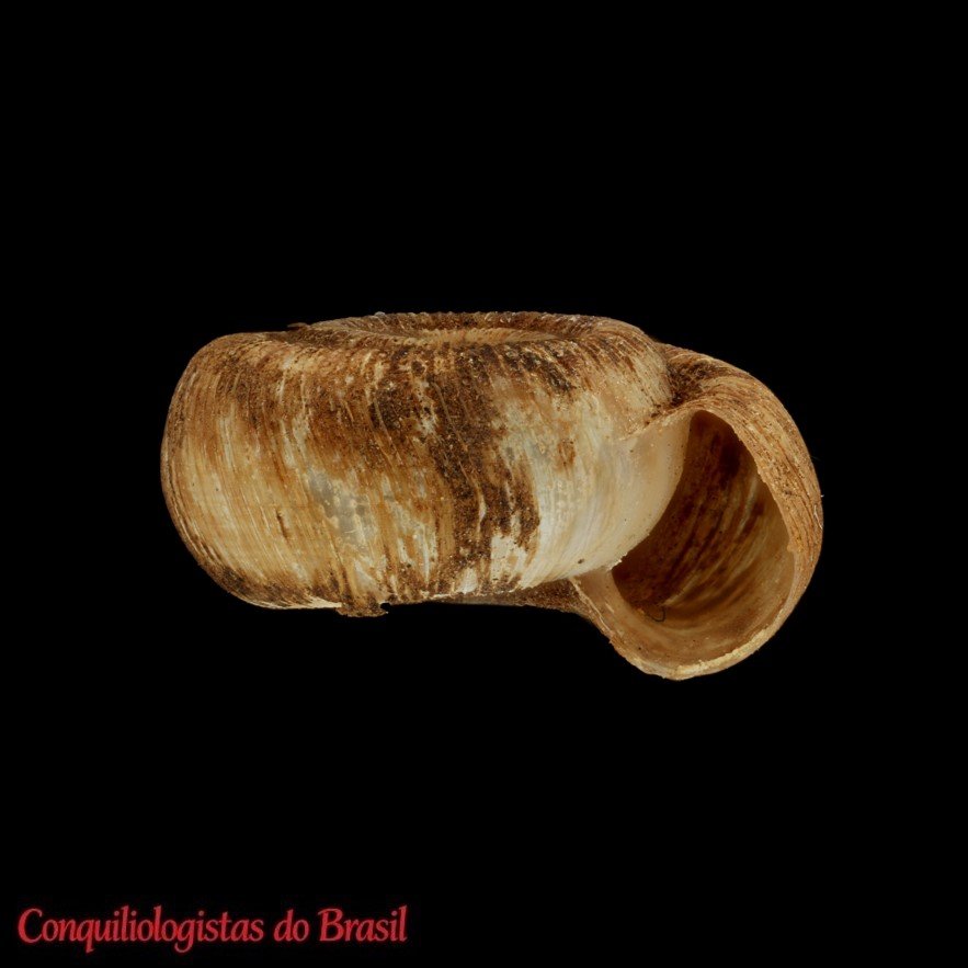 Stephanoda latastei Ancey, 1899