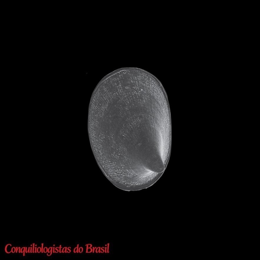 Uncancylus paulistanus Lacerda, Ovando & S. B. Santos, 2023