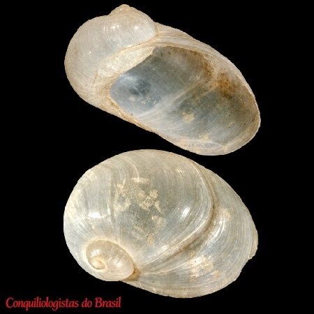 Variolipallium patagonicum (E. A. Smith, 1881)