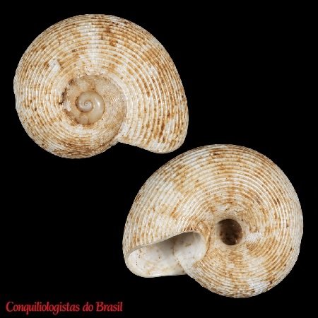 Vitrinella cupidinensis van Regteren Altena, 1966